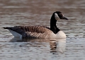 Canadese gans maart 2009 - 01